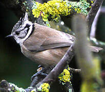 Mésange huppée