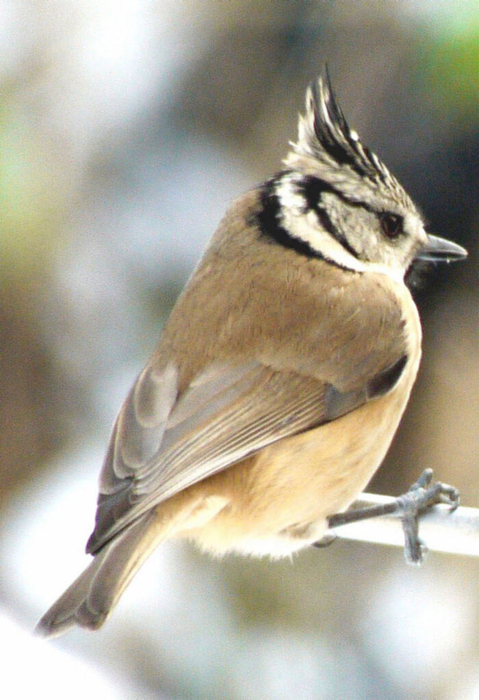 Mésange huppée