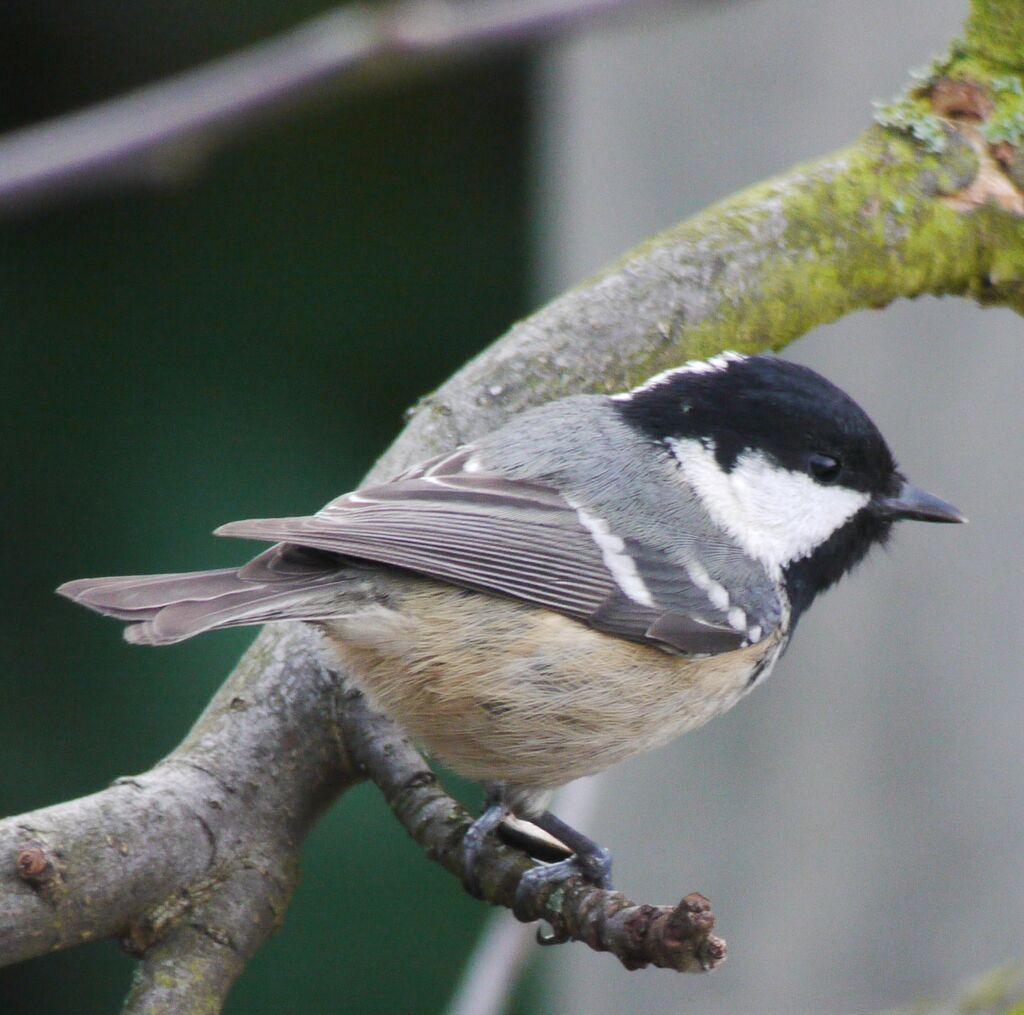 Mésange noire