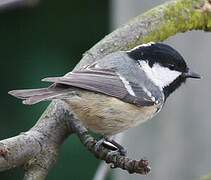 Coal Tit