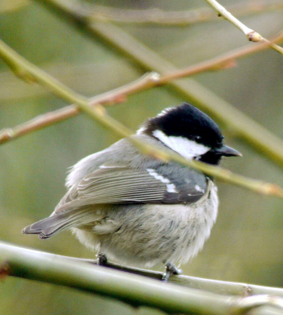 Mésange noire