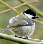 Coal Tit