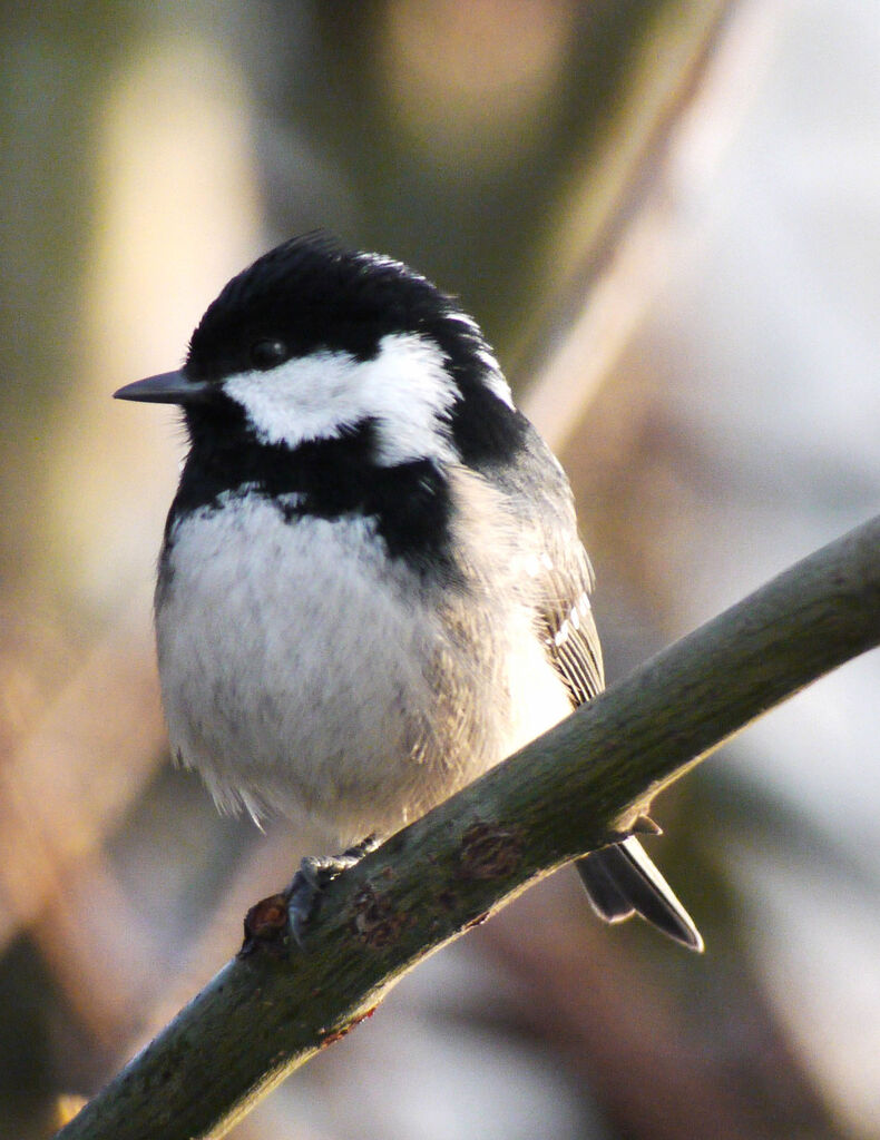 Mésange noire, identification