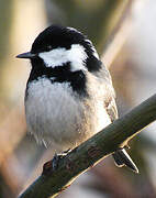 Coal Tit