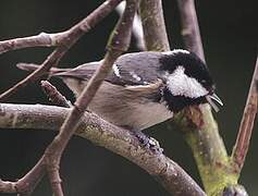 Coal Tit