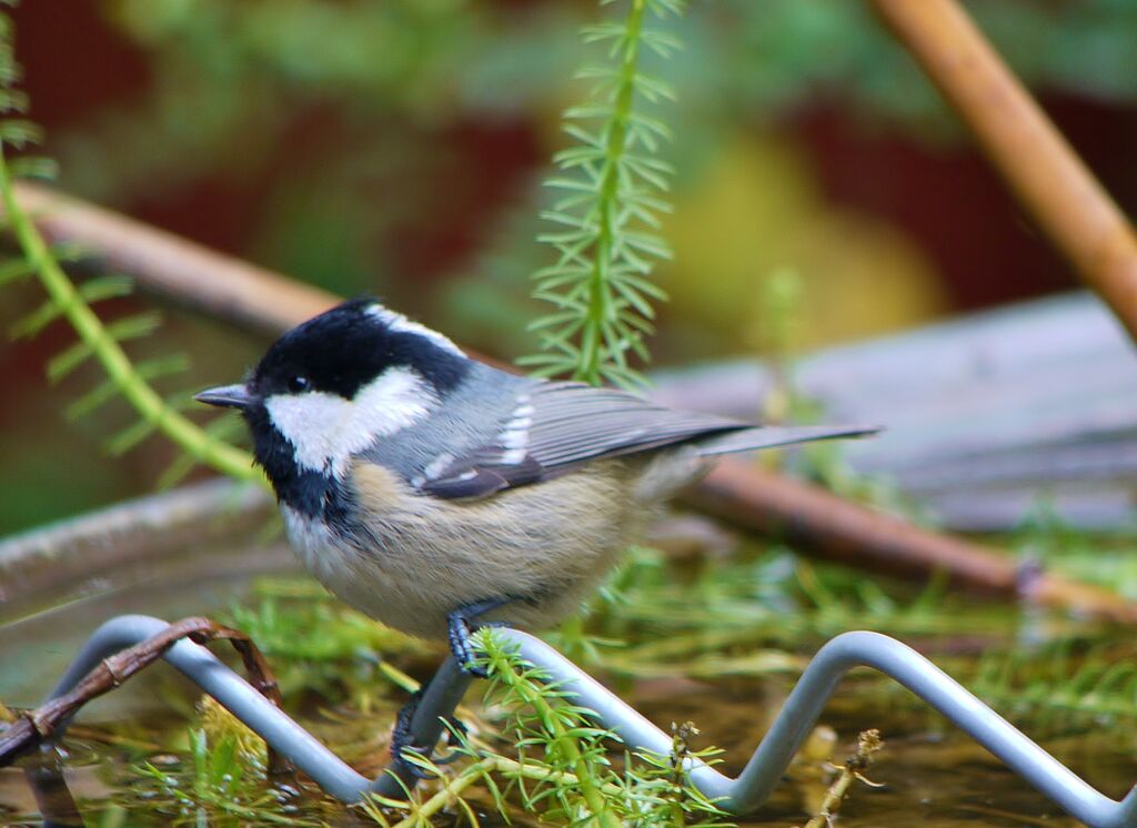 Mésange noireadulte, identification