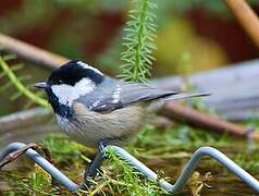 Coal Tit