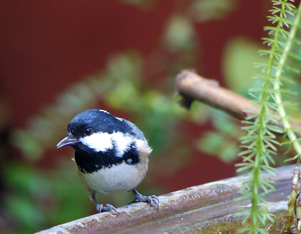 Mésange noireadulte, identification