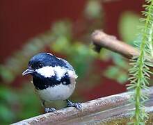 Coal Tit