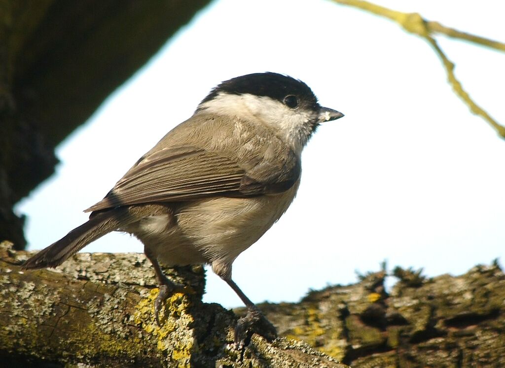 Marsh Tit male adult breeding, identification