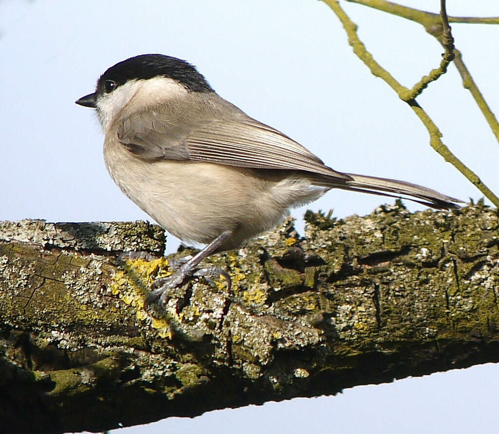 Mésange nonnette mâle adulte nuptial, identification