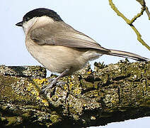 Marsh Tit