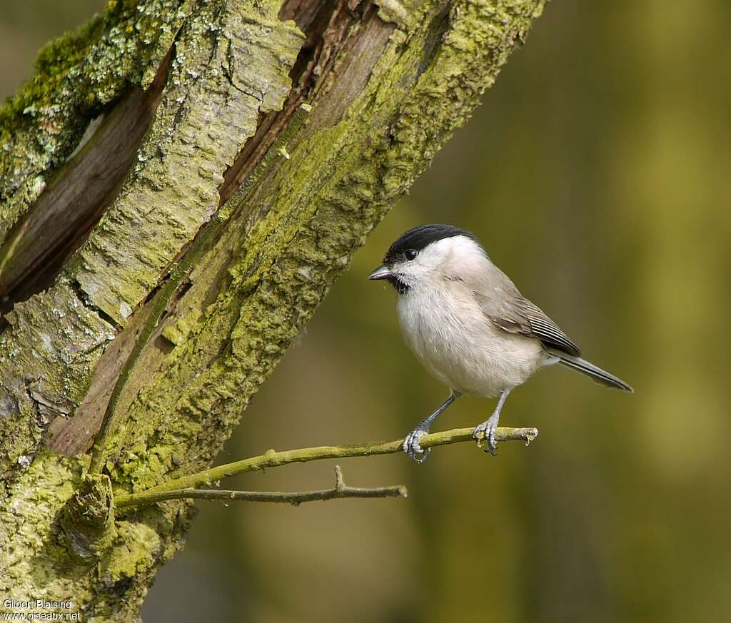 Mésange nonnetteadulte nuptial, habitat, pigmentation