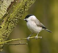 Marsh Tit