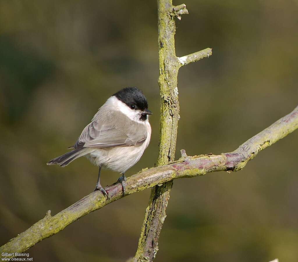 Mésange nonnetteadulte nuptial, pigmentation