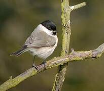 Marsh Tit