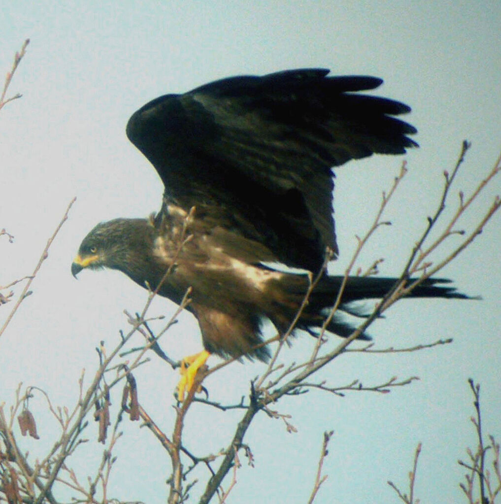 Black Kite male, Behaviour