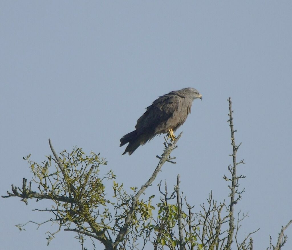 Black Kiteadult, identification