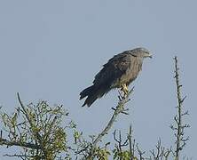 Black Kite