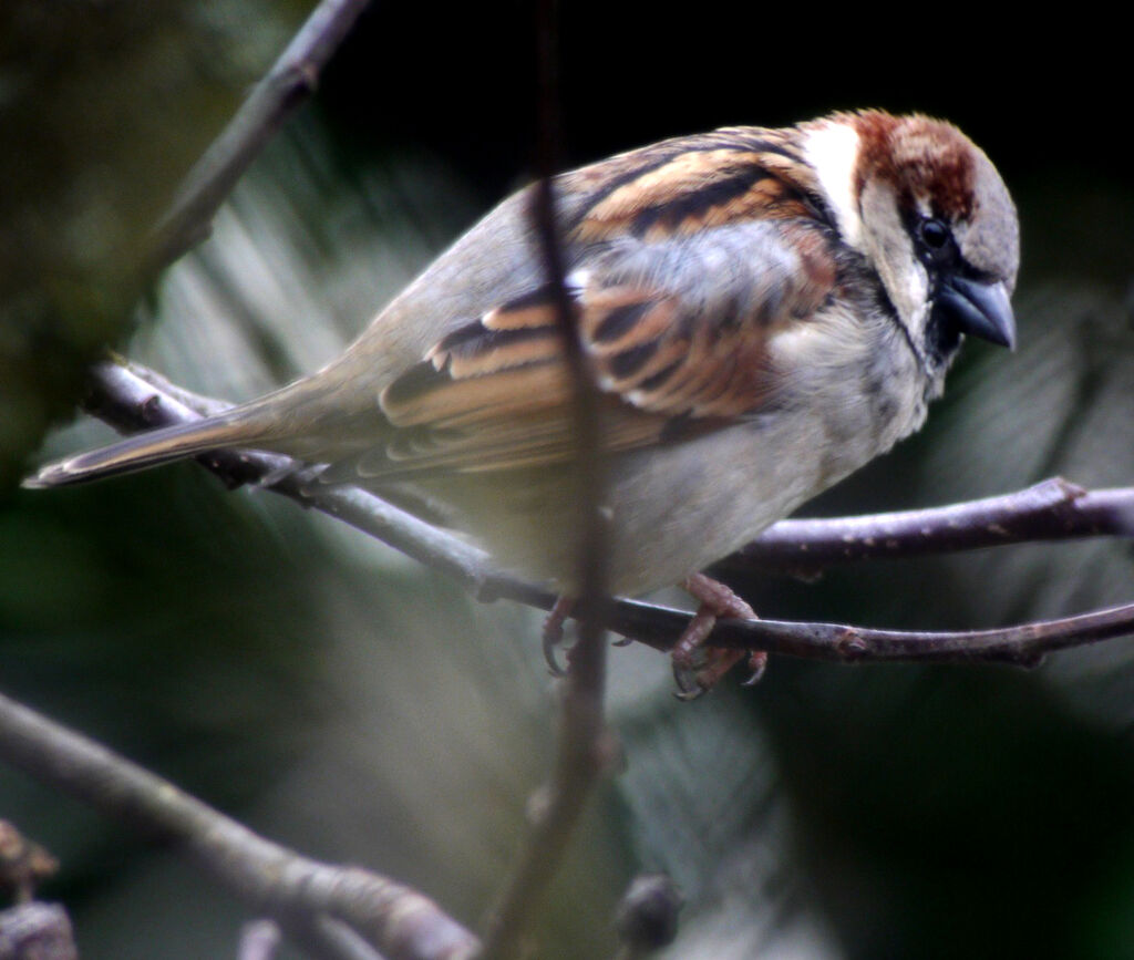 House Sparrow male, identification