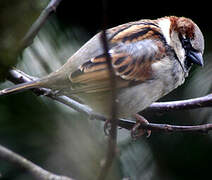 House Sparrow