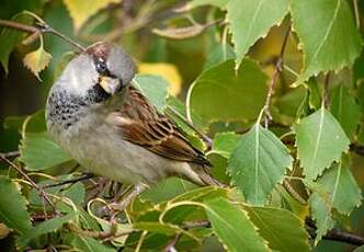 Moineau domestique