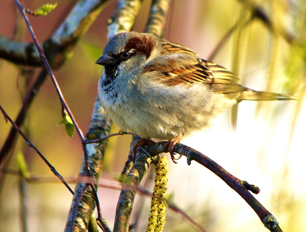 House Sparrow male adult transition, identification