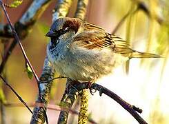 House Sparrow