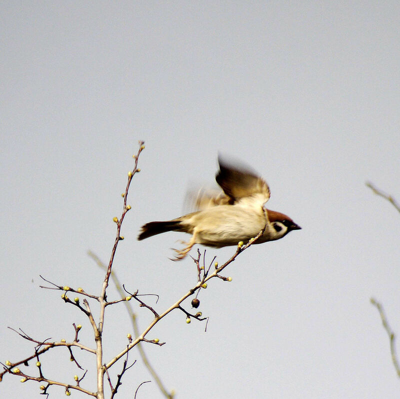 Eurasian Tree Sparrow male adult breeding, Flight