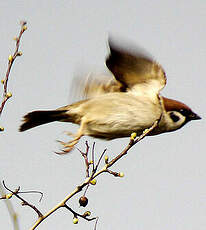 Moineau friquet