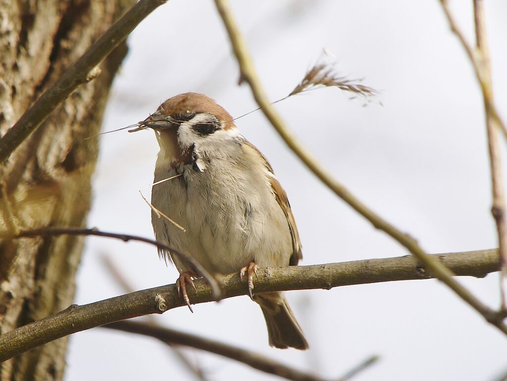 Moineau friquetadulte nuptial, Comportement