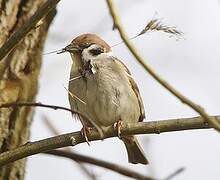 Eurasian Tree Sparrow