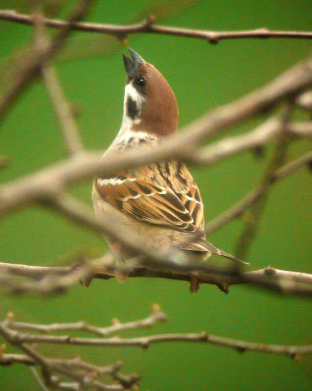 Eurasian Tree Sparrow male, Behaviour