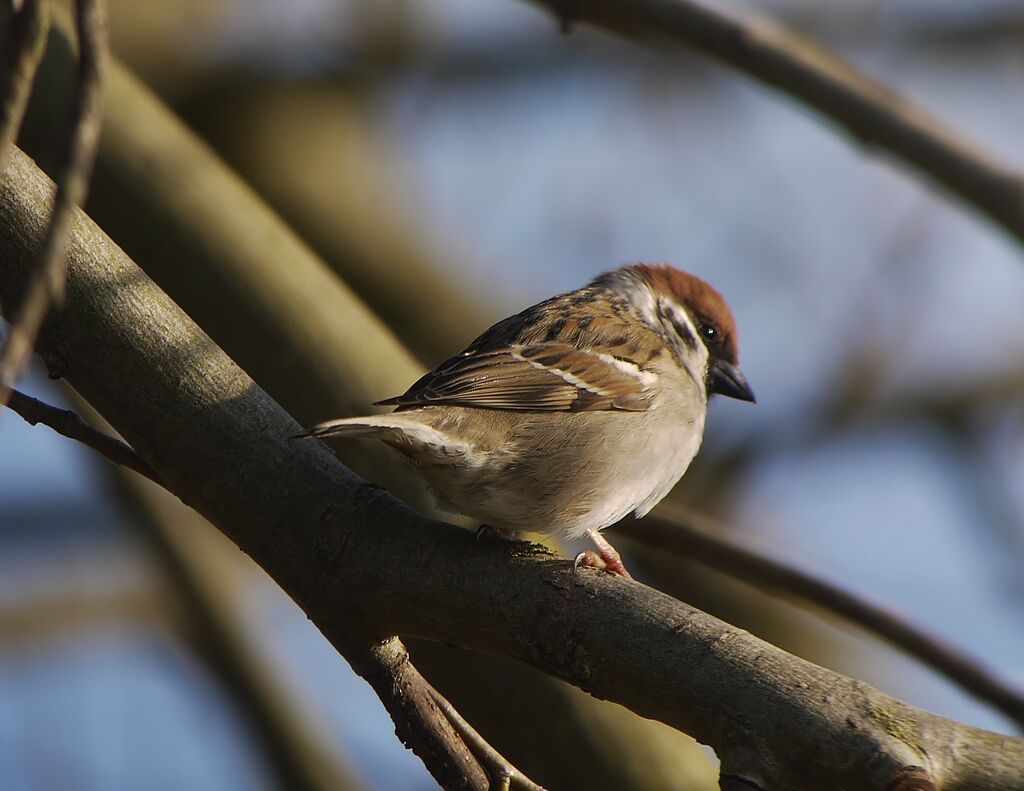 Eurasian Tree Sparrowadult breeding, identification