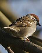 Eurasian Tree Sparrow