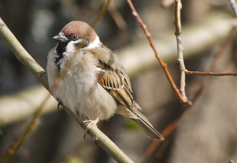 Eurasian Tree Sparrow male adult breeding, identification