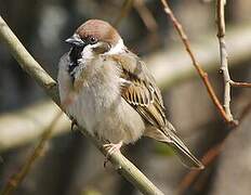 Eurasian Tree Sparrow