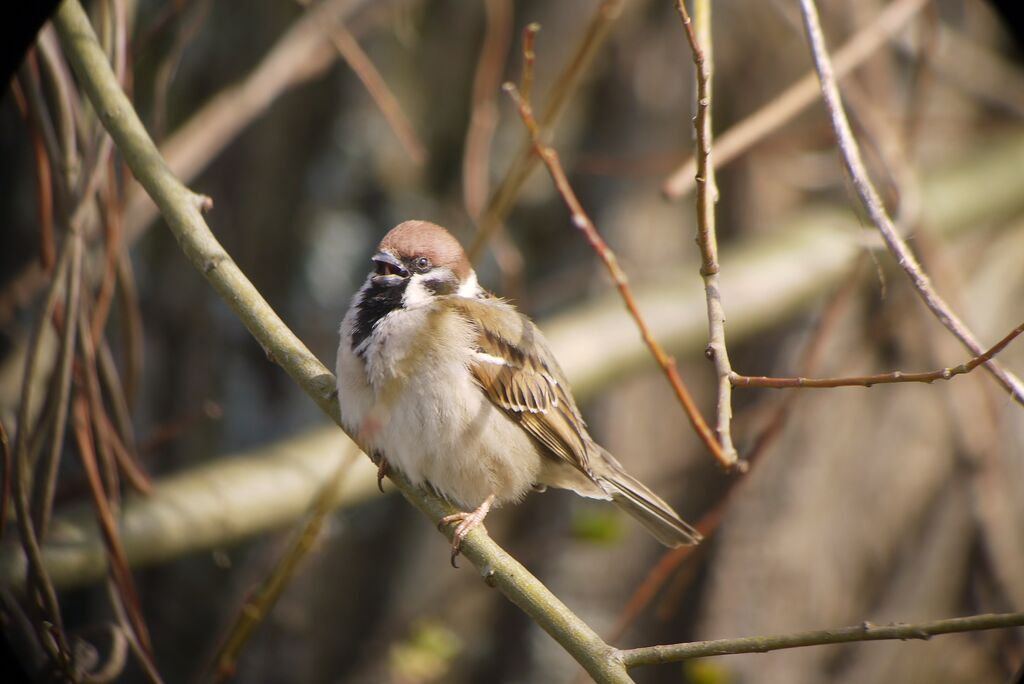 Moineau friquet mâle adulte nuptial, identification