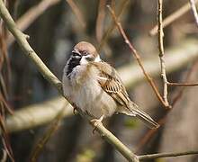 Eurasian Tree Sparrow