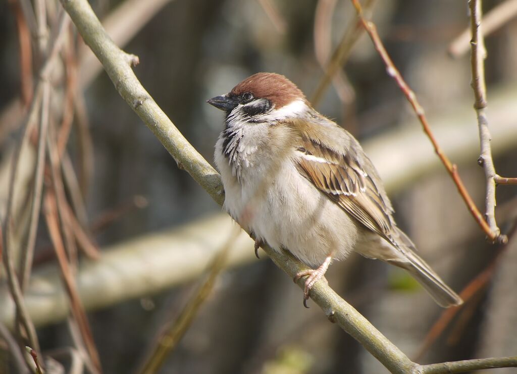 Eurasian Tree Sparrow male adult breeding, identification