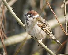 Eurasian Tree Sparrow