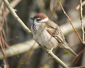 Moineau friquet