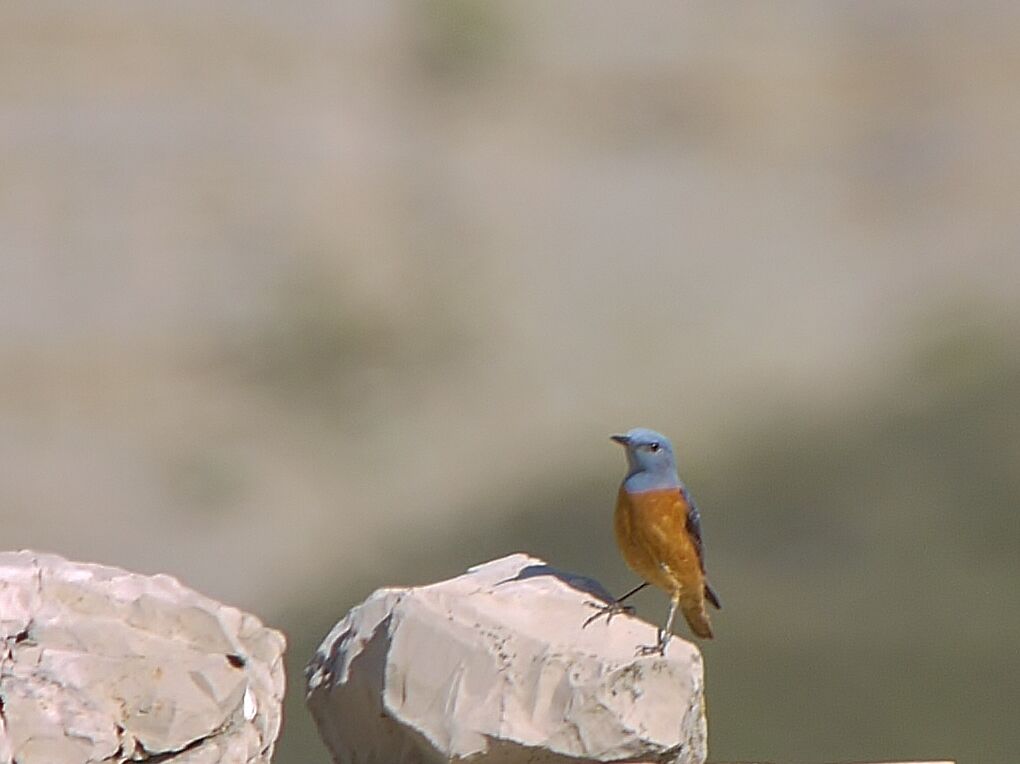 Common Rock Thrush male adult breeding, identification