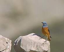 Common Rock Thrush