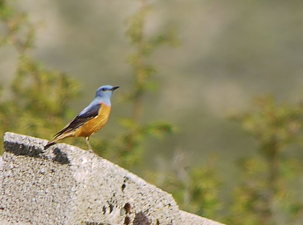 Common Rock Thrush male adult breeding, identification