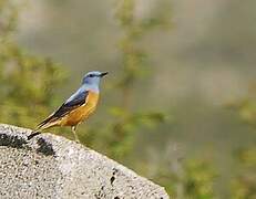 Common Rock Thrush