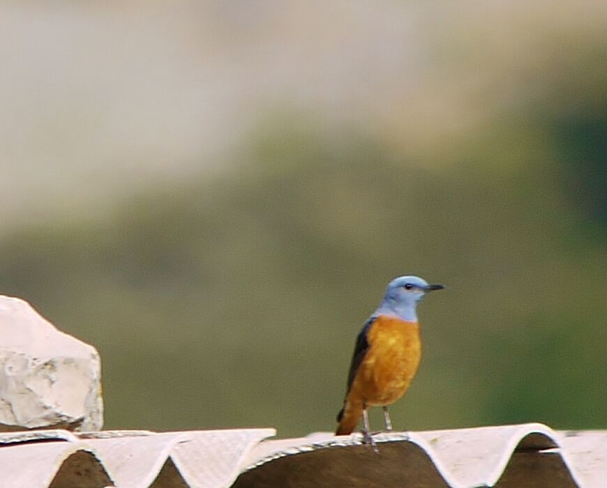 Common Rock Thrush male adult breeding, identification