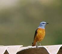 Common Rock Thrush