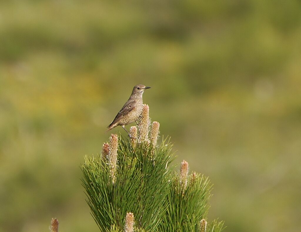 Common Rock Thrush female adult breeding, identification