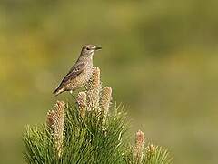 Common Rock Thrush